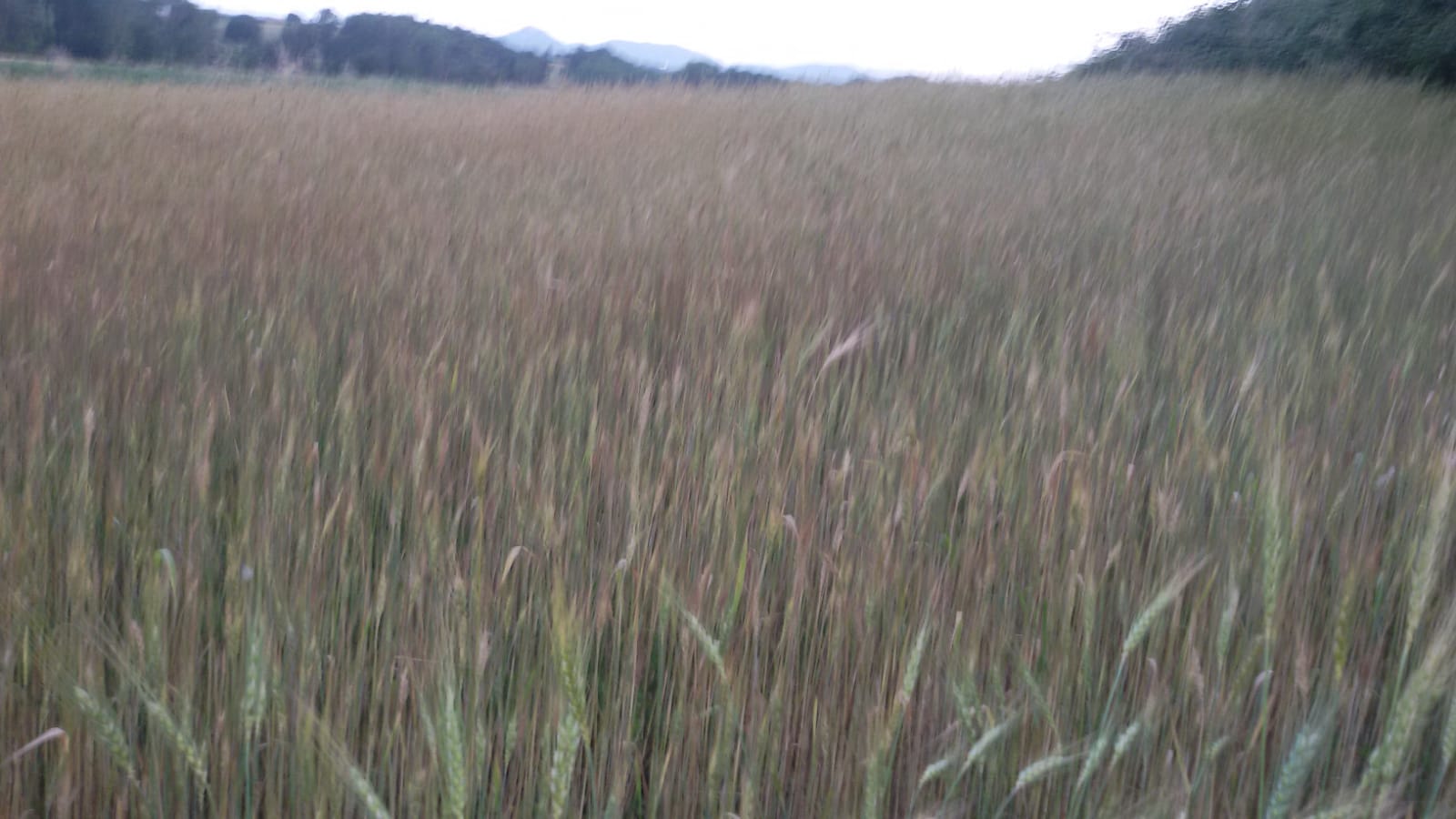 grano tenero GentilRosso, Azienda Agricola BioLu